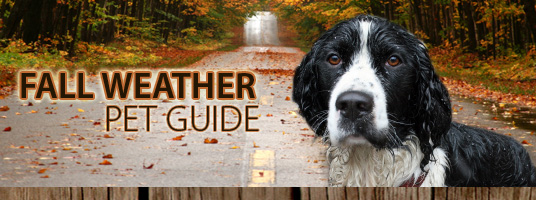 Fall Weather Pet Guide